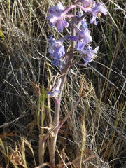 Delphinium recurvatum