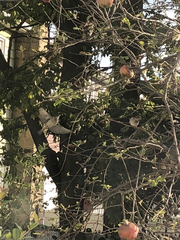 Passer domesticus