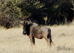 Connochaetes taurinus