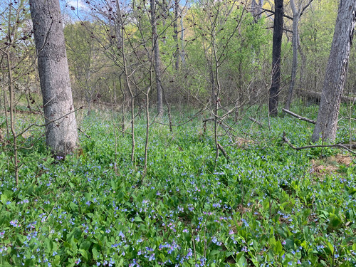 Mertensia virginica