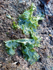 Ulva lobata