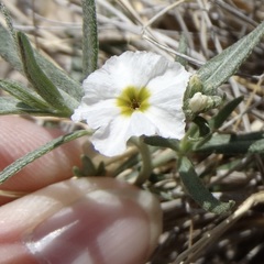 Euploca convolvulacea