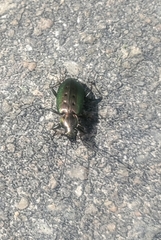 Agonum octopunctatum