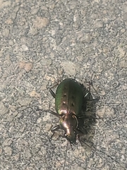 Agonum octopunctatum