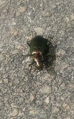 Agonum octopunctatum