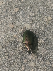 Agonum octopunctatum