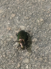 Agonum octopunctatum