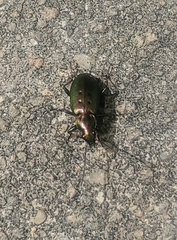 Agonum octopunctatum