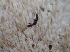 Dinaraea pacei