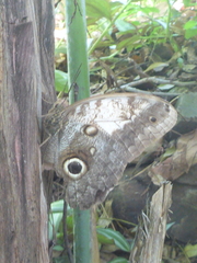 Caligo telamonius memnon