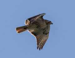 Buteo jamaicensis