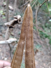 Phaseolus