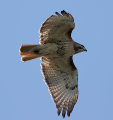 Buteo jamaicensis