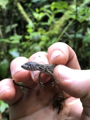 Potamites strangulatus