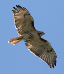 Buteo jamaicensis