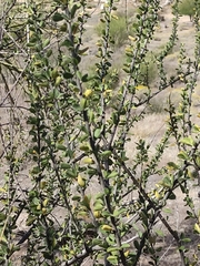 Adelia obovata