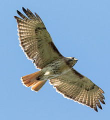 Buteo jamaicensis