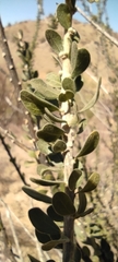 Adelia obovata
