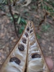 Phaseolus
