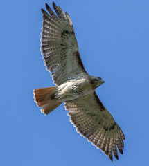 Buteo jamaicensis