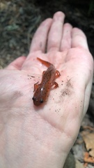 Pseudotriton montanus montanus