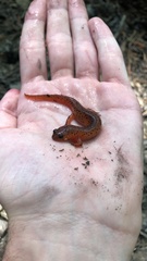 Pseudotriton montanus montanus