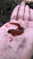 Pseudotriton montanus montanus