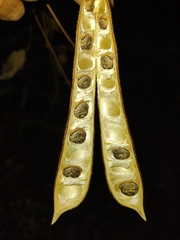 Phaseolus