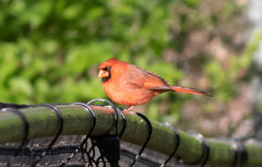 Cardinalis cardinalis