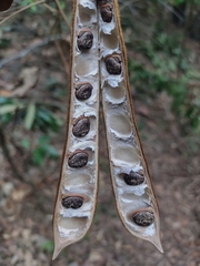 Phaseolus