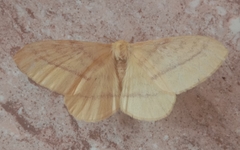 Eupterote bifasciata