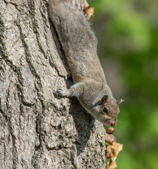 Sciurus carolinensis