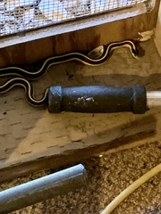 Thamnophis sirtalis