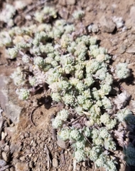 Psilocarphus tenellus