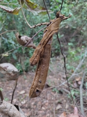 Phaseolus