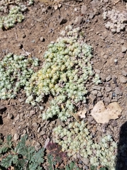 Psilocarphus tenellus