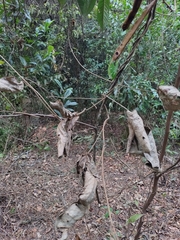 Phaseolus