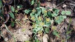 Lomatium repostum