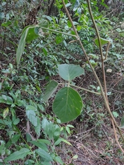 Phaseolus