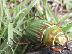 Chrysina adelaida