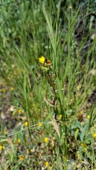 Camissoniopsis hirtella