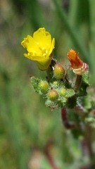 Camissoniopsis hirtella
