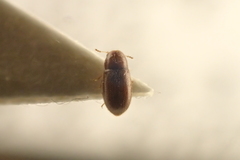 Ennearthron cornutum