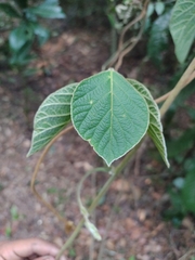 Phaseolus