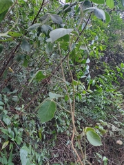 Phaseolus