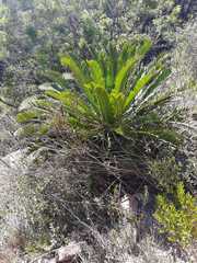 Encephalartos longifolius