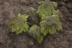 Primula matthioli sachalinensis
