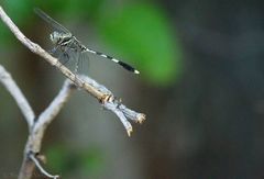Orthetrum sabina