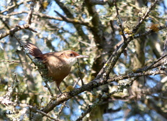 Tarphonomus certhioides