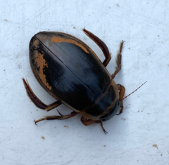 Dytiscus marginalis